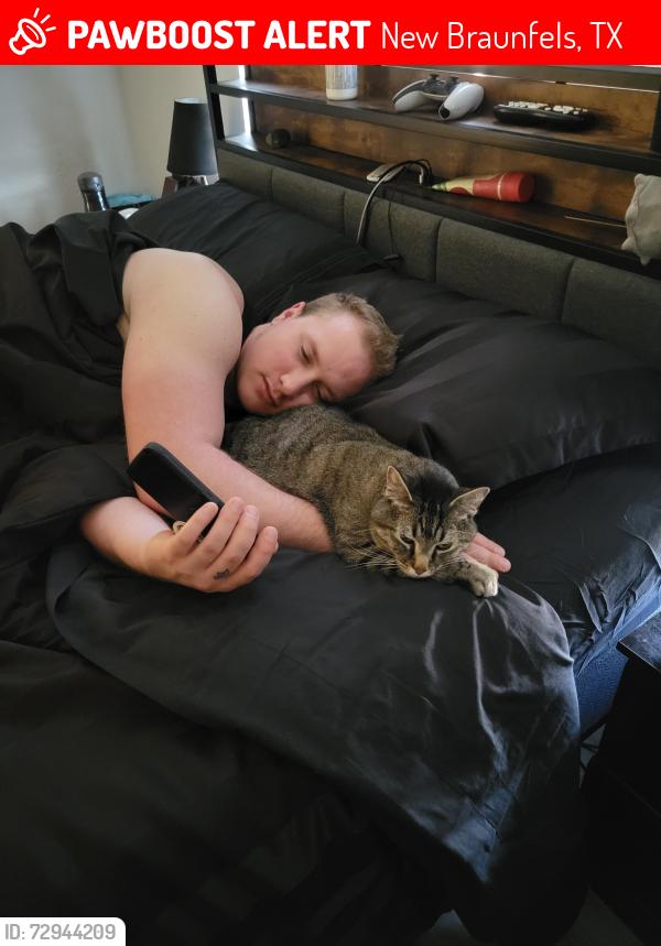 Lost Male Cat last seen Ron Rd, New Braunfels, TX 78132