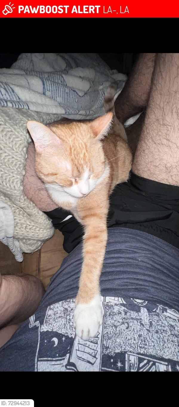 Lost Male Cat last seen Ethel off of highway 10, LA-10, LA 70759