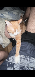Lost Male Cat last seen Ethel off of highway 10, LA-10, LA 70759
