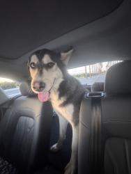 Found/Stray Male Dog last seen Dufferin, Riverside, CA 92504