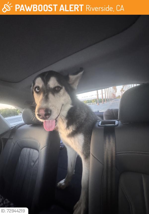 Found/Stray Male Dog last seen Dufferin, Riverside, CA 92504