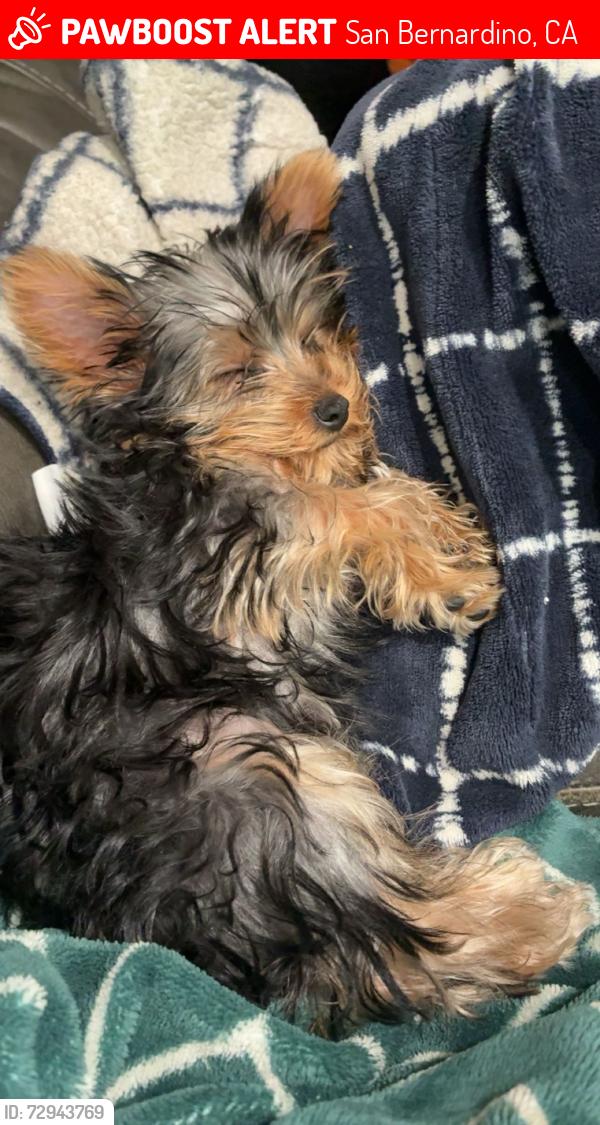 Lost Female Dog last seen Massachusetts Ave San Bernardino 92411, San Bernardino, CA 92405