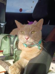 Reunited Male Cat last seen Alemeda, Fort Worth, TX 76108
