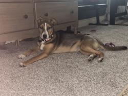 Lost Female Dog last seen Red Roof Inn in Clinton, MS, Clinton, MS 39056