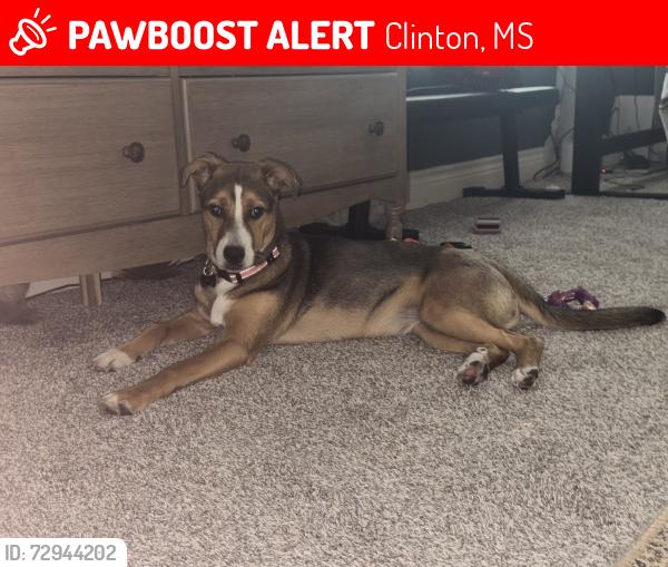 Lost Female Dog last seen Red Roof Inn in Clinton, MS, Clinton, MS 39056