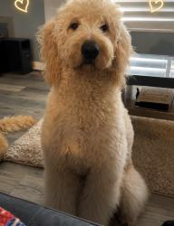Lost Male Dog last seen Near via tonga , San Diego, CA 92154
