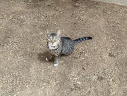 Reunited Female Cat last seen Cedar hill rd nw and Marcy, Amanda Township, OH 43102