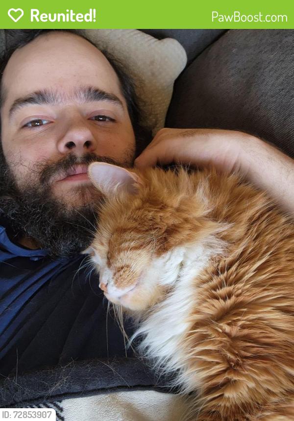 Reunited Male Cat last seen Eagle drive, Stewartville, MN 55976