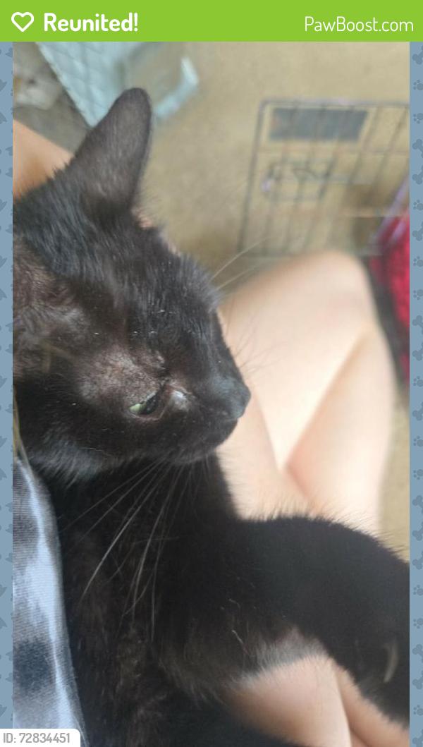 Reunited Female Cat last seen Near Northeast 64th Lane , Ocala, FL 34479