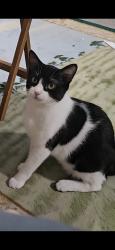Lost Male Cat last seen Nelson and Cherry , Potterville, MI 48876