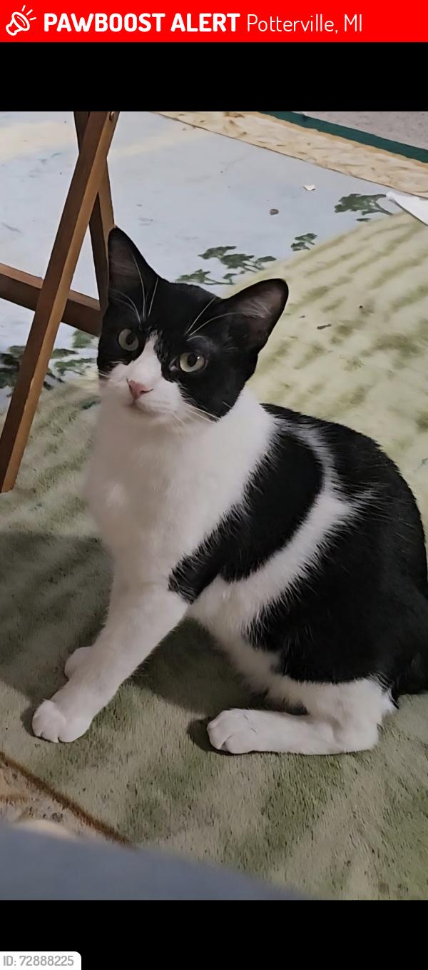 Lost Male Cat last seen Nelson and Cherry , Potterville, MI 48876