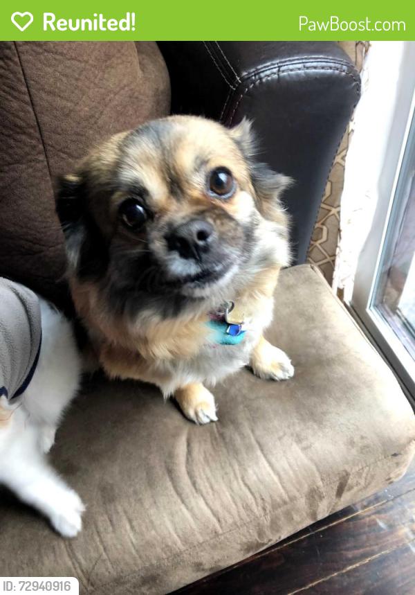 Reunited Female Dog last seen Kearneysville , Kearneysville, WV 25430