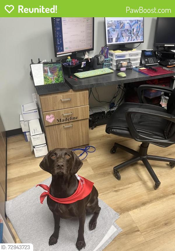 Reunited Female Dog last seen Houston, Piney Point, TX 77024