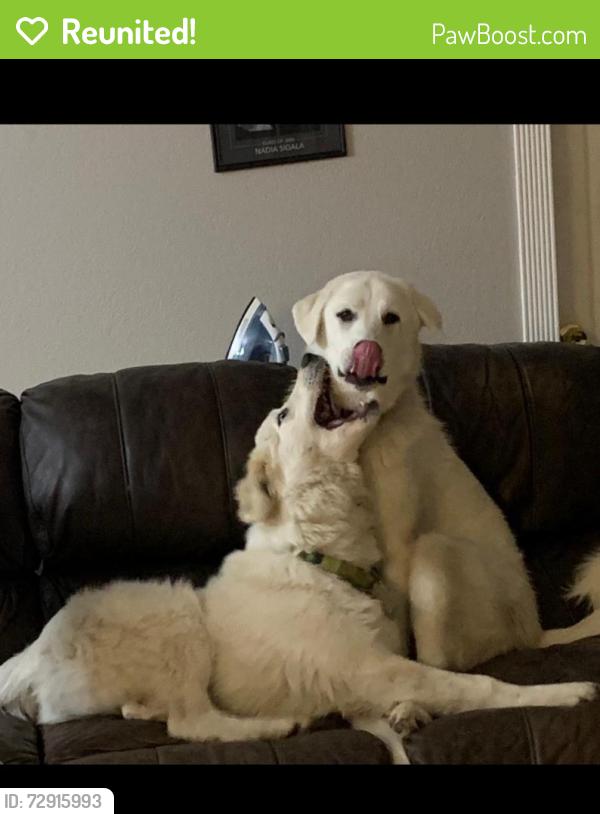 Reunited Male Dog last seen FM 878, Waxahachie, TX 75165
