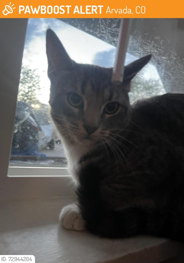 Found/Stray Unknown Cat last seen 61st & Yarrow St, Arvada, CO 80004