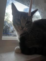 Found/Stray Unknown Cat last seen 61st & Yarrow St, Arvada, CO 80004