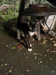 Reunited Male Cat last seen Near community center, Dalton, GA 30721