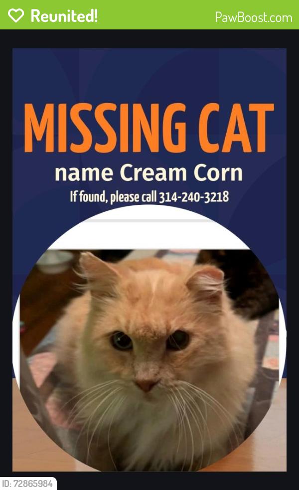 Reunited Male Cat last seen Midland and brown, Sycamore Hills, MO 63114