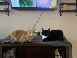 Lost Male Cat last seen Grimes @ Meadow lane, Norfolk, VA 23518