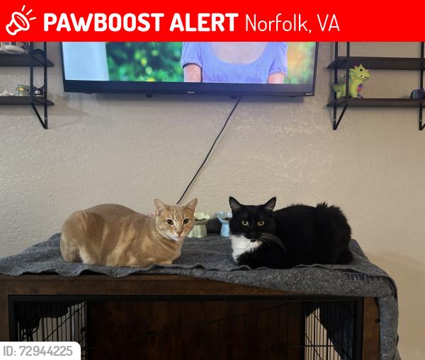 Lost Male Cat last seen Grimes @ Meadow lane, Norfolk, VA 23518
