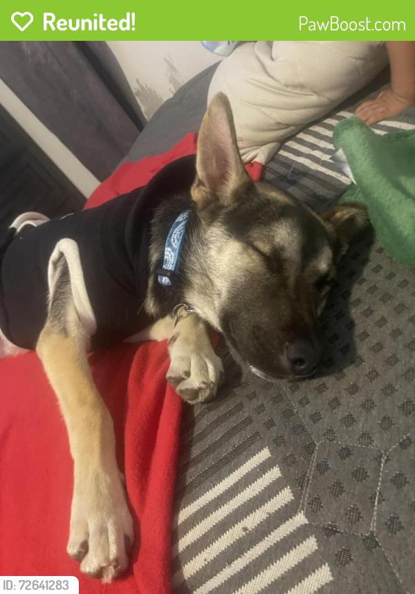 Reunited Female Dog last seen Magnolia center and Coronado way , Riverside, CA 92504
