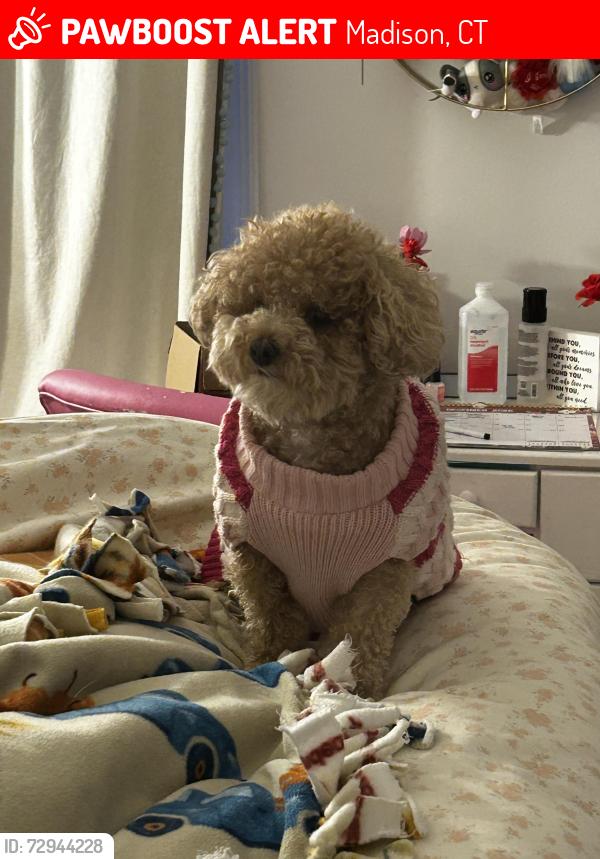 Lost Female Dog last seen horse pond road madison ct , Madison, CT 06433