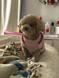 Lost Female Dog last seen horse pond road madison ct , Madison, CT 06433