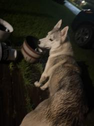 Reunited Female Cat last seen North Houston , Warner Robins, GA 31093