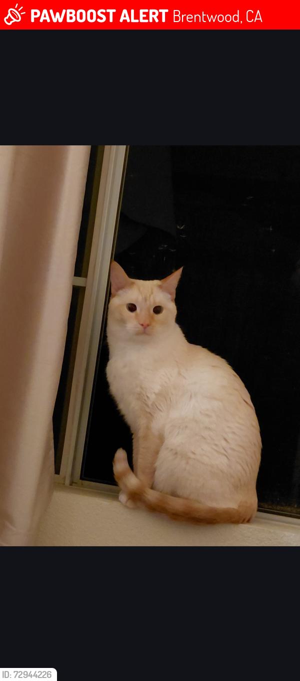 Lost Male Cat last seen Grant st & Brentwood Blvd , Brentwood, CA 94513