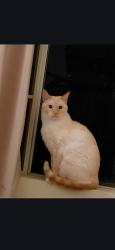 Lost Male Cat last seen Grant st & Brentwood Blvd , Brentwood, CA 94513