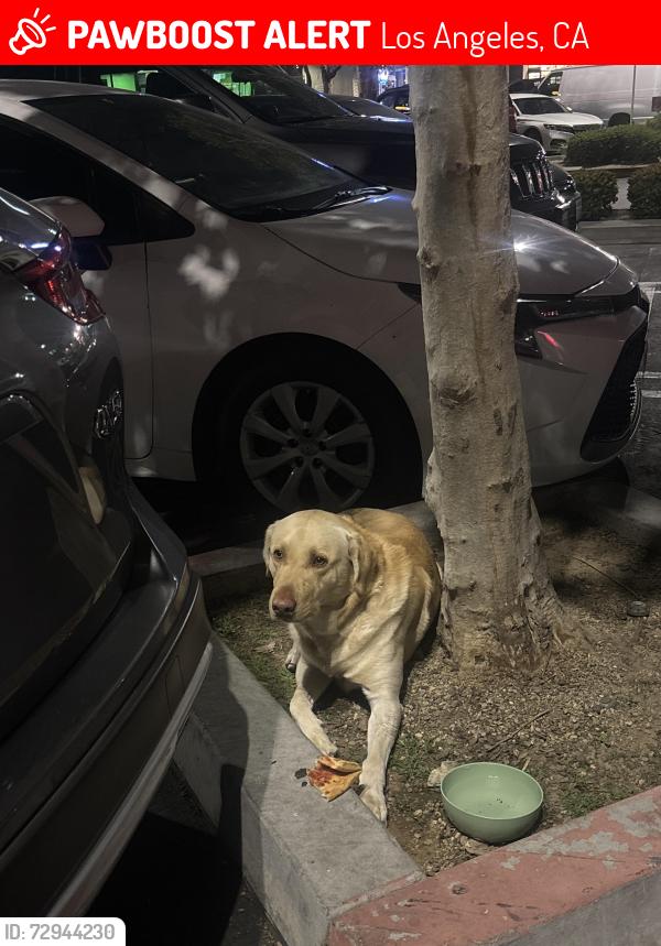 Lost Unknown Dog last seen Parking lot of cvs , Los Angeles, CA 90001