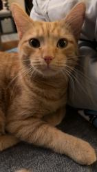 Reunited Male Cat last seen Texas Hot Dogs, Altoona, PA 16602