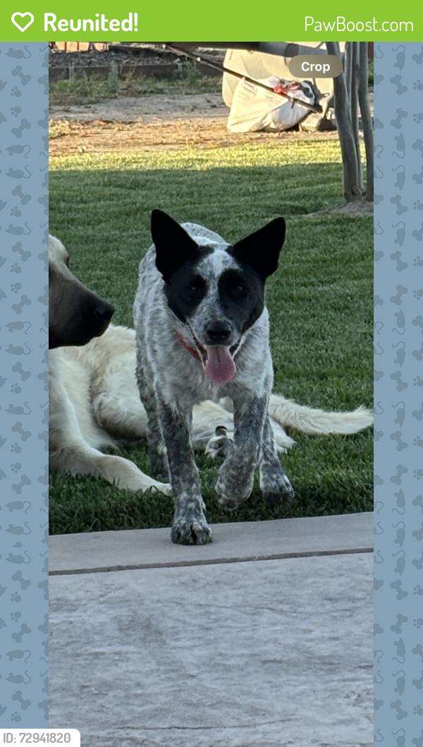 Reunited Male Dog last seen Manthey rd , Lathrop, CA 95330