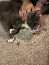 Found/Stray Unknown Cat last seen 30th and girard ave, Philadelphia, PA 19121