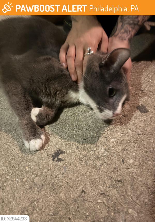 Found/Stray Unknown Cat last seen 30th and girard ave, Philadelphia, PA 19121
