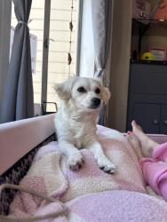 Reunited Female Dog last seen 21st St & Noe St, San Francisco, CA 94114, USA, San Francisco, CA 94114