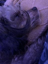 Lost Male Dog last seen Anglin st 48234, Detroit, MI 48234