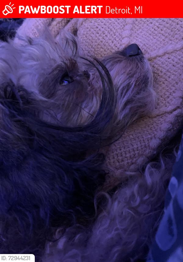 Lost Male Dog last seen Anglin st 48234, Detroit, MI 48234