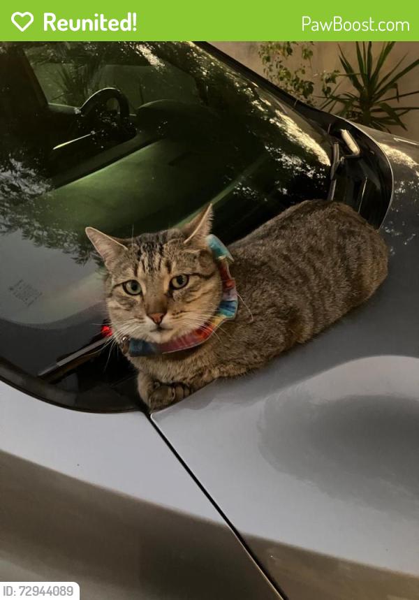 Reunited Male Cat last seen Sam Hughes Elementary Scool, Tucson, AZ 85719