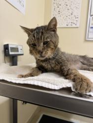 Shelter Stray Male Cat last seen THORNTON / MARSHLAND, Fremont, CA 94538