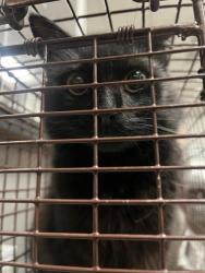 Shelter Stray Female Cat last seen , Los Angeles, CA 90025