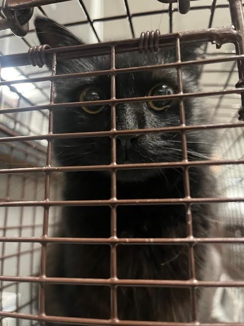 Shelter Stray Female Cat last seen , Los Angeles, CA 90025