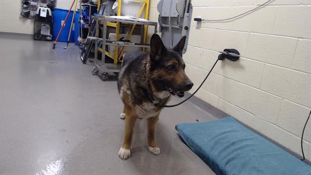 Shelter Stray Male Dog last seen Near BLOCK N DANUBE WAY, DENVER CO 80249, 1241 W Bayaud Ave, Denver, CO 80223, USA