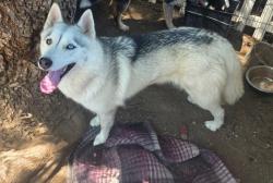 Lost Female Dog last seen Near , Riverside, CA 92509