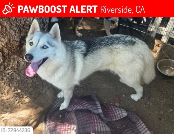 Lost Female Dog last seen Near, Riverside, CA 92509