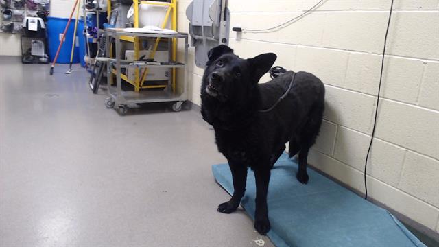 Shelter Stray Female Dog last seen Near BLOCK N DANUBE WAY, DENVER CO 80249, 1241 W Bayaud Ave, Denver, CO 80223, USA