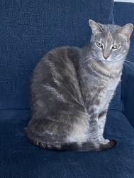 Lost Female Cat last seen Orange ave and Barton rd, Redlands, CA 92373