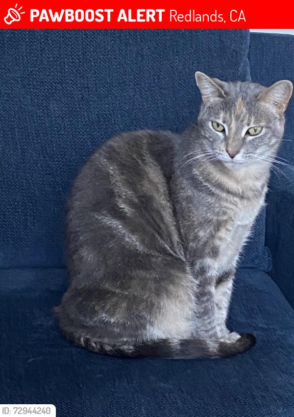 Lost Female Cat last seen Orange ave and Barton rd, Redlands, CA 92373