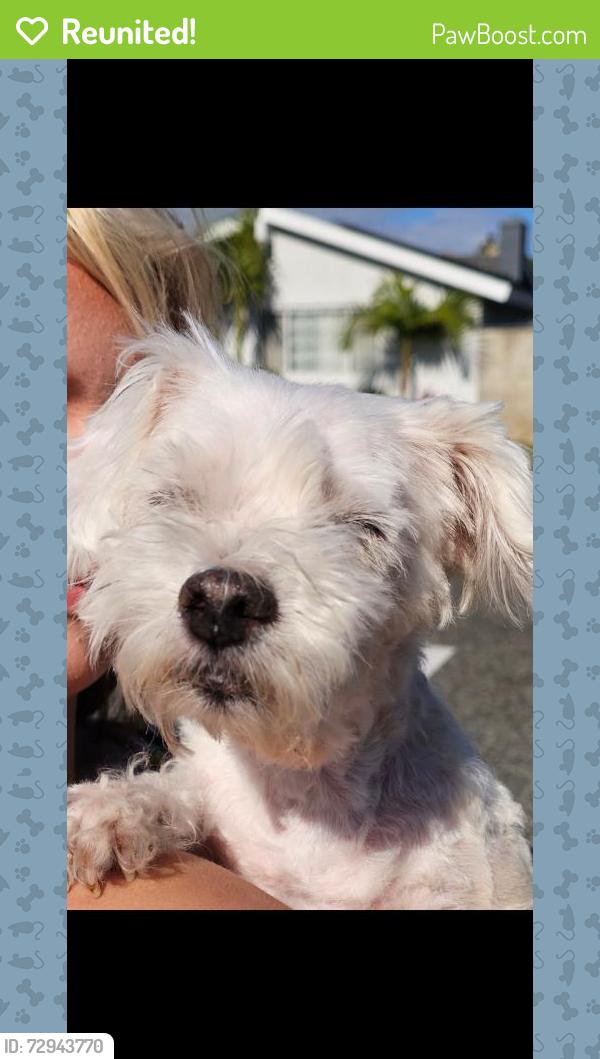 Reunited Female Dog last seen Valley View and Lampson, Garden Grove, CA 92845