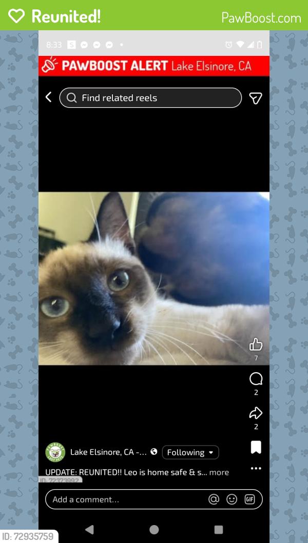 Reunited Male Cat last seen Cottrell , Lake Elsinore, CA 92530